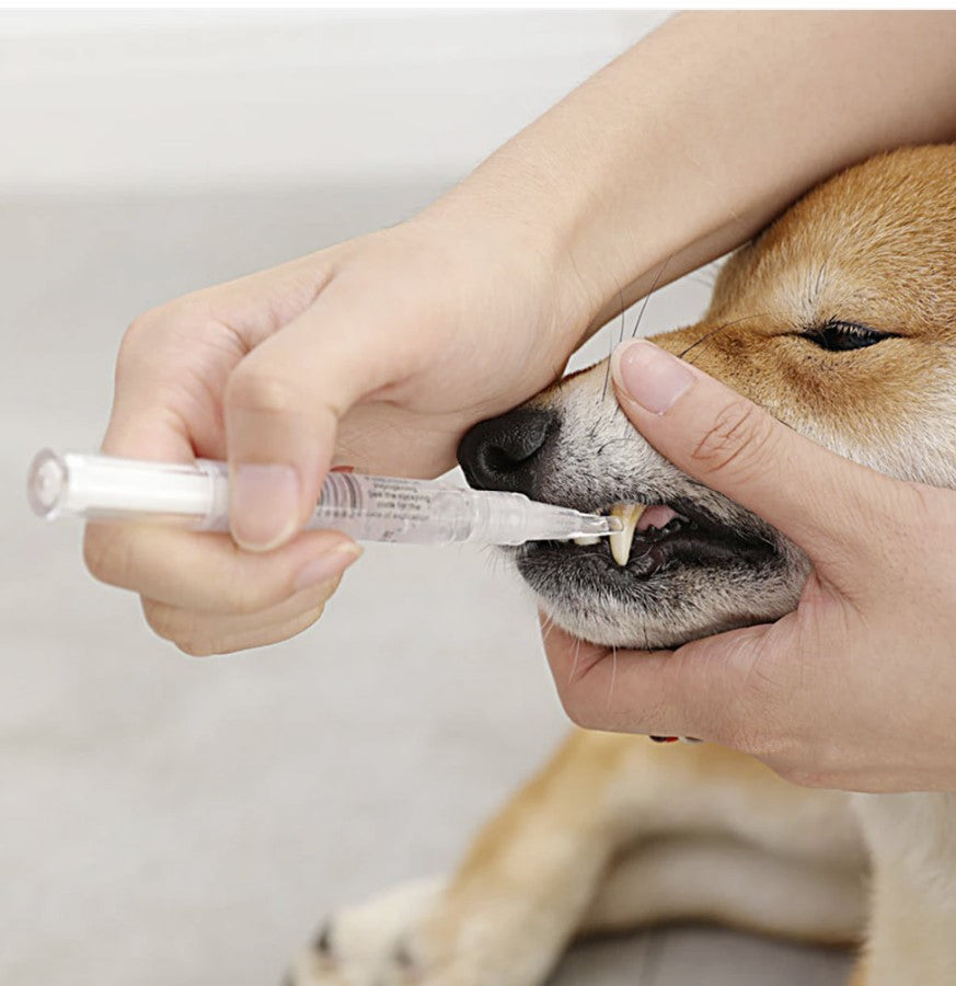 why pets need dental care ?