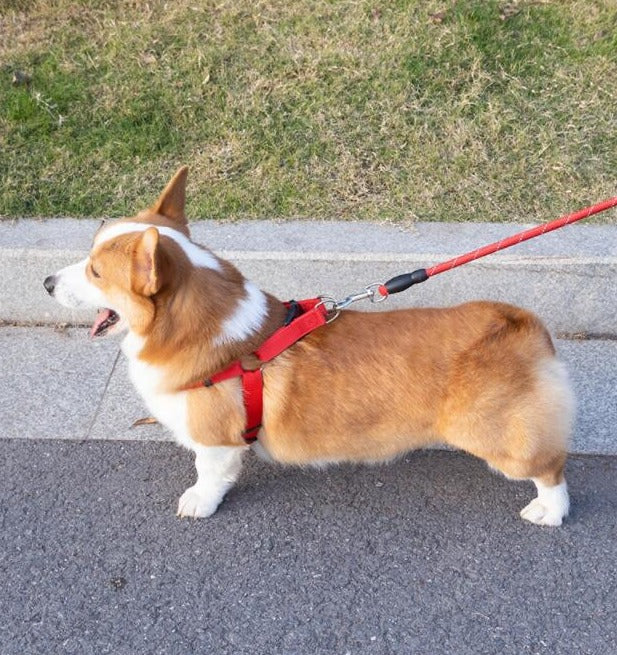 Pet Leash /Harness