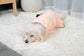 Pet Bathrobe - Absorbent Towel and Winter Coat