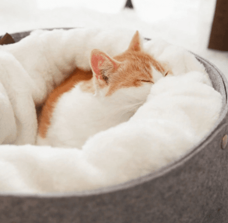 pet bed